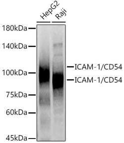 Invitrogen ICAM-1 Polyclonal Antibody 100 &mu;L | Buy Online | Invitrogen&trade; | Fisher Scientific