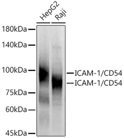 Invitrogen ICAM-1 Polyclonal Antibody 100 &mu;L | Buy Online | Invitrogen&trade; | Fisher Scientific