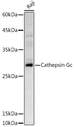 Invitrogen Cathepsin G Polyclonal Antibody 100 &mu;L | Buy Online | Invitrogen&trade; | Fisher Scientific