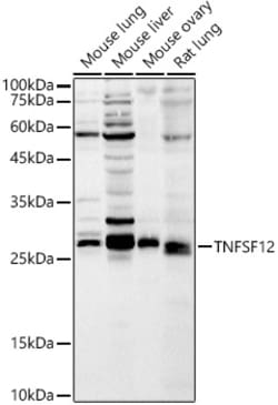 Invitrogen TWEAK Polyclonal Antibody 100 &mu;L; Unconjugated:Antibodies,
