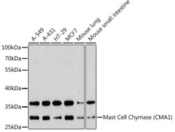 Invitrogen Mast Cell Chymase Polyclonal Antibody 100 &mu;L; Unconjugated:Antibodies,