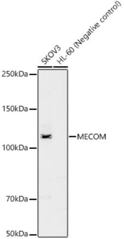 Invitrogen EVI1 Polyclonal Antibody 100 &mu;L; Unconjugated:Antibodies,