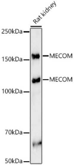 Invitrogen EVI1 Polyclonal Antibody 100 &mu;L; Unconjugated:Antibodies,