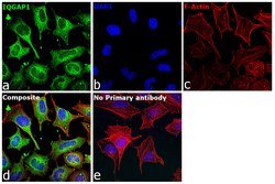 Invitrogen IQGAP1 Polyclonal Antibody 100 &mu;L; Unconjugated:Antibodies,