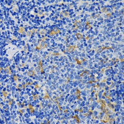 Invitrogen IQGAP1 Polyclonal Antibody 100 &mu;L; Unconjugated:Antibodies,