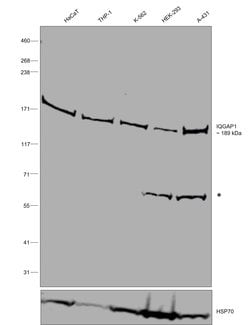 Invitrogen IQGAP1 Polyclonal Antibody 100 &mu;L; Unconjugated:Antibodies,