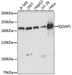 Invitrogen IQGAP1 Polyclonal Antibody 100 &mu;L; Unconjugated:Antibodies,