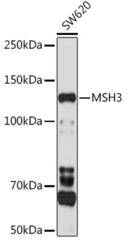 MSH3 Polyclonal Antibody:Antibodies, Polyclonal