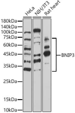 Invitrogen BNIP3 Polyclonal Antibody 100 &mu;L; Unconjugated:Antibodies,