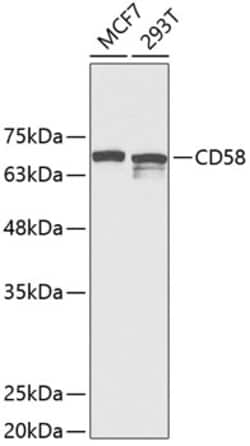 Invitrogen CD58 Polyclonal Antibody 100 &mu;L; Unconjugated:Antibodies,
