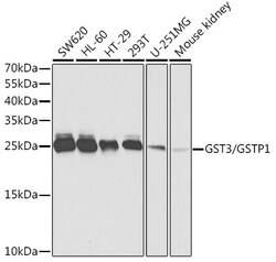Invitrogen GSTP1 Polyclonal Antibody 100 &mu;L; Unconjugated:Antibodies,