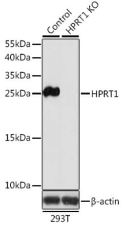 Invitrogen HPRT1 Polyclonal Antibody 100 &mu;L; Unconjugated:Antibodies,