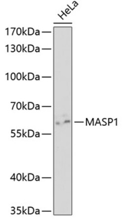 Invitrogen MASP1 Polyclonal Antibody 100 &mu;L; Unconjugated:Antibodies,