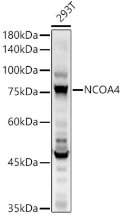 Invitrogen NCOA4 Polyclonal Antibody 100 &mu;L | Buy Online | Invitrogen&trade; | Fisher Scientific