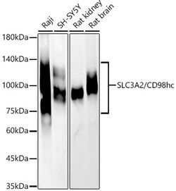 Invitrogen CD98 Polyclonal Antibody 100 &mu;L; Unconjugated:Antibodies,