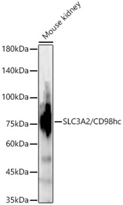 Invitrogen CD98 Polyclonal Antibody 100 &mu;L; Unconjugated:Antibodies,