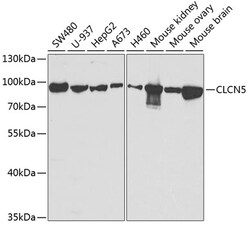 Invitrogen CLC-5 Polyclonal Antibody 100 &mu;L; Unconjugated:Antibodies,