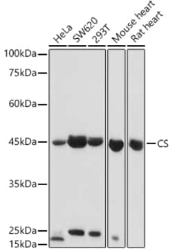 Invitrogen Citrate Synthase Polyclonal Antibody 100 &mu;L; Unconjugated:Antibodies,