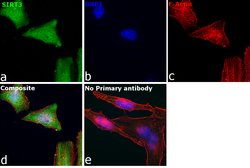 Invitrogen SIRT3 Polyclonal Antibody 100 &mu;L; Unconjugated:Antibodies,