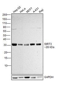 Invitrogen SIRT3 Polyclonal Antibody 100 &mu;L; Unconjugated:Antibodies,