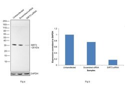 Invitrogen SIRT3 Polyclonal Antibody 100 &mu;L; Unconjugated:Antibodies,