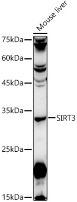 Invitrogen SIRT3 Polyclonal Antibody 100 &mu;L; Unconjugated:Antibodies,
