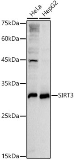 Invitrogen SIRT3 Polyclonal Antibody 100 &mu;L; Unconjugated:Antibodies,