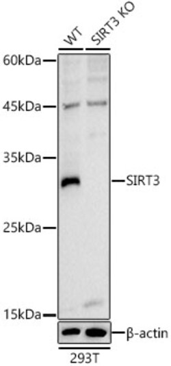 Invitrogen SIRT3 Polyclonal Antibody 100 &mu;L; Unconjugated:Antibodies,