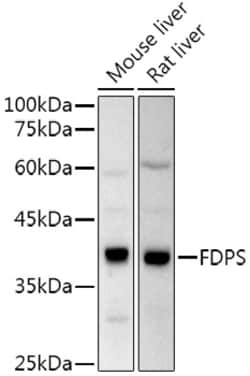 Invitrogen FDPS Polyclonal Antibody 100 &mu;L; Unconjugated:Antibodies,
