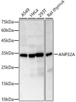 Invitrogen PHAP I Polyclonal Antibody 100 &mu;L; Unconjugated:Antibodies,