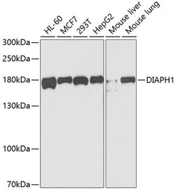 Invitrogen DIAPH1 Polyclonal Antibody 100 &mu;L; Unconjugated:Antibodies,