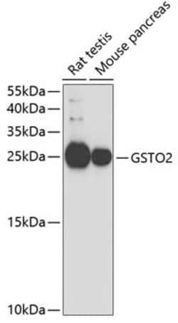 Invitrogen GSTO2 Polyclonal Antibody 100 &mu;L; Unconjugated:Antibodies,