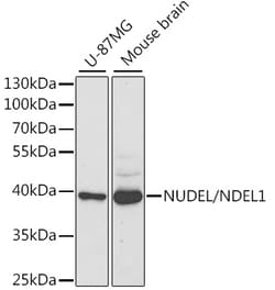 Invitrogen Nudel Polyclonal Antibody 100 &mu;L; Unconjugated:Antibodies,