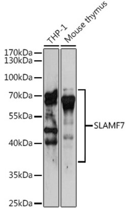 Invitrogen CD319 (CRACC) Polyclonal Antibody 100 &mu;L; Unconjugated:Antibodies,
