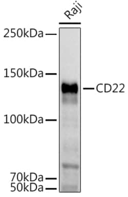 Invitrogen CD22 Polyclonal Antibody 100 &mu;L; Unconjugated:Antibodies,