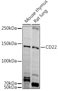 Invitrogen CD22 Polyclonal Antibody 100 &mu;L; Unconjugated:Antibodies,