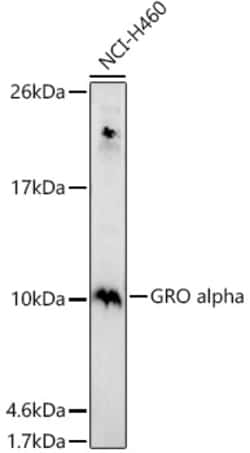Invitrogen CXCL1 Polyclonal Antibody 100 &mu;L; Unconjugated:Antibodies,