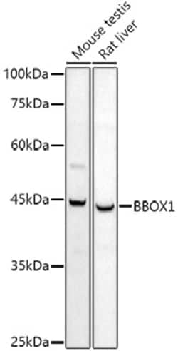 Invitrogen BBOX1 Polyclonal Antibody 100 &mu;L; Unconjugated:Antibodies,
