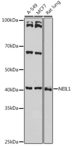 NEIL1 Polyclonal Antibody:Antibodies, Polyclonal