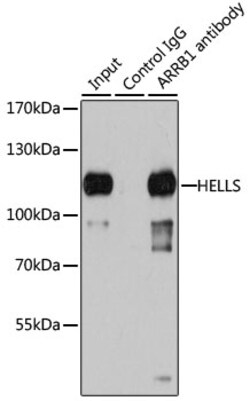 Invitrogen HELLS Polyclonal Antibody 100 &mu;L | Buy Online | Invitrogen&trade; | Fisher Scientific