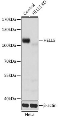 Invitrogen HELLS Polyclonal Antibody 100 &mu;L | Buy Online | Invitrogen&trade; | Fisher Scientific