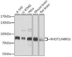 Invitrogen RHOT1 Polyclonal Antibody 100 &mu;L; Unconjugated:Antibodies,