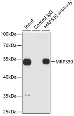Invitrogen MRPS30 Polyclonal Antibody 100 &mu;L; Unconjugated:Antibodies,