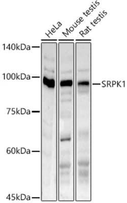Invitrogen SRPK1 Polyclonal Antibody 100 &mu;L; Unconjugated:Antibodies,