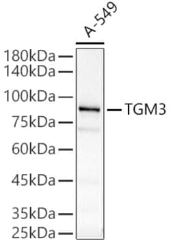 Invitrogen TGM3 Polyclonal Antibody 100 &mu;L; Unconjugated:Antibodies,