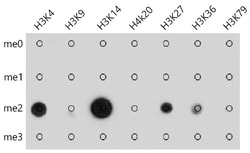 Invitrogen Di-Methyl-Lysine Polyclonal Antibody 100 &mu;L; Unconjugated:Antibodies,