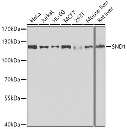 Invitrogen SND1 Polyclonal Antibody 100 &mu;L; Unconjugated:Antibodies,