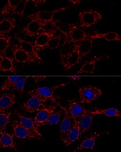 Invitrogen ATP5A1 Polyclonal Antibody 100 &mu;L; Unconjugated:Antibodies,