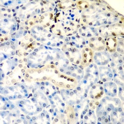 Invitrogen DCTD Polyclonal Antibody 100 &mu;L; Unconjugated:Antibodies,