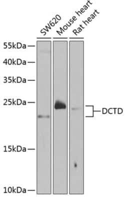 Invitrogen DCTD Polyclonal Antibody 100 &mu;L; Unconjugated:Antibodies,
